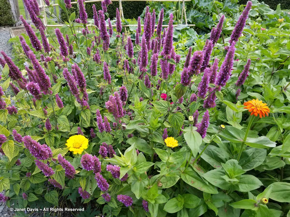 Agastache and zinnias-Potager-Wiggins-The Paddocks