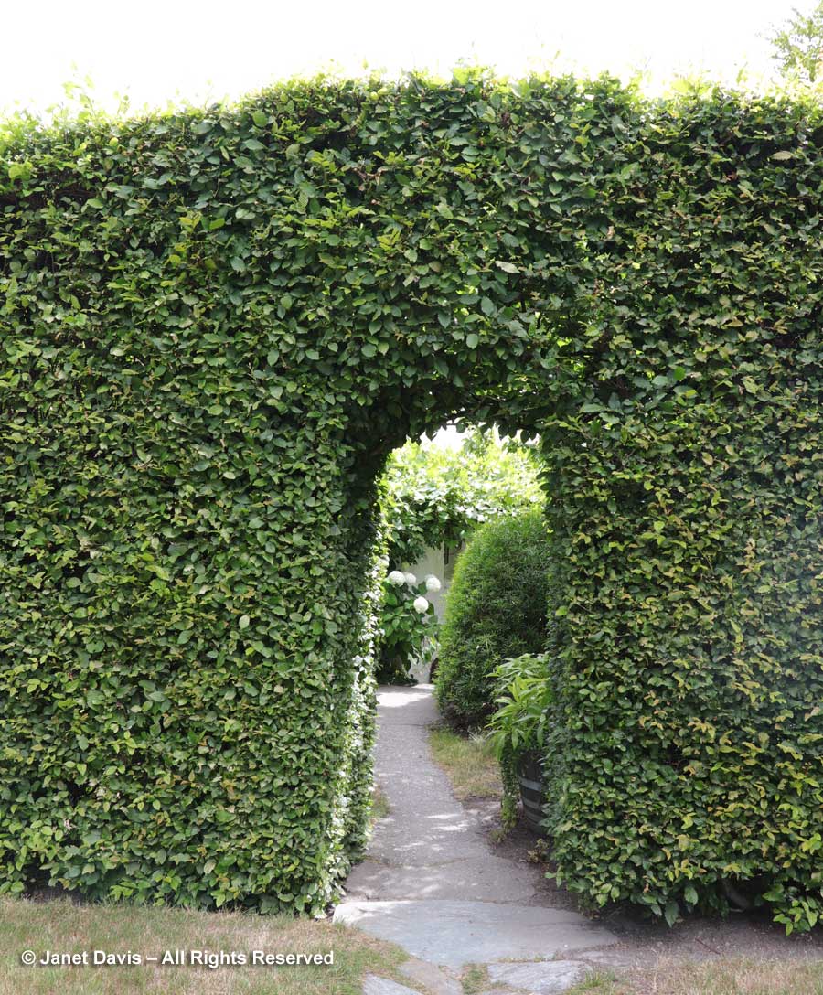Arch in hedge-Janet Blair-Queenstown