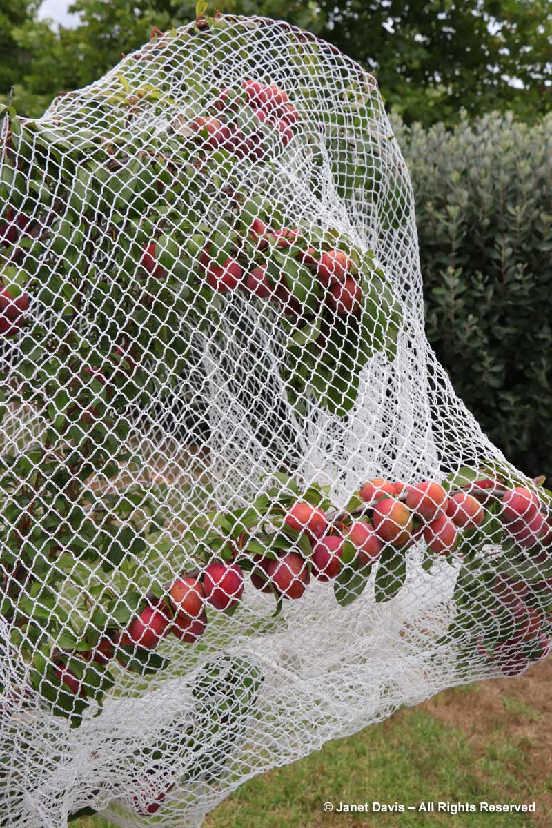 Bird netting-peach tree