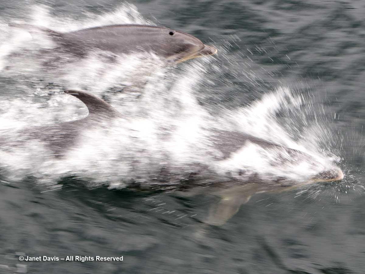 Bottlenose dolphins-Tursiops truncatus-mother and calf-Doubtful Sound