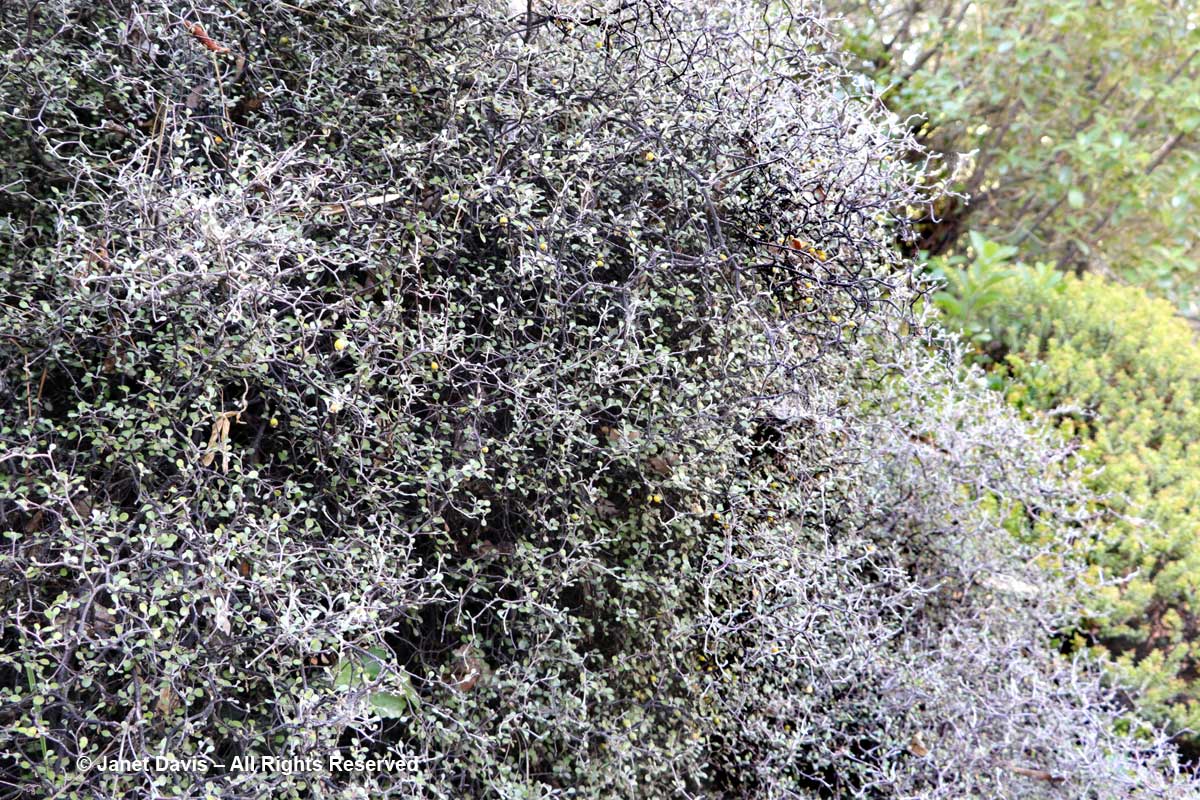 Corokia cotoneaster-wire netting bush