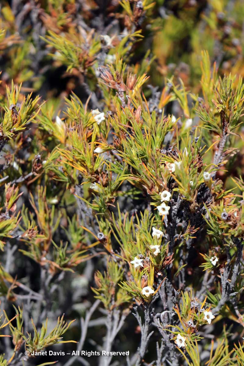 Dracophyllum uniflorum-Turpentine bush-Ben Lomond-Queenstown