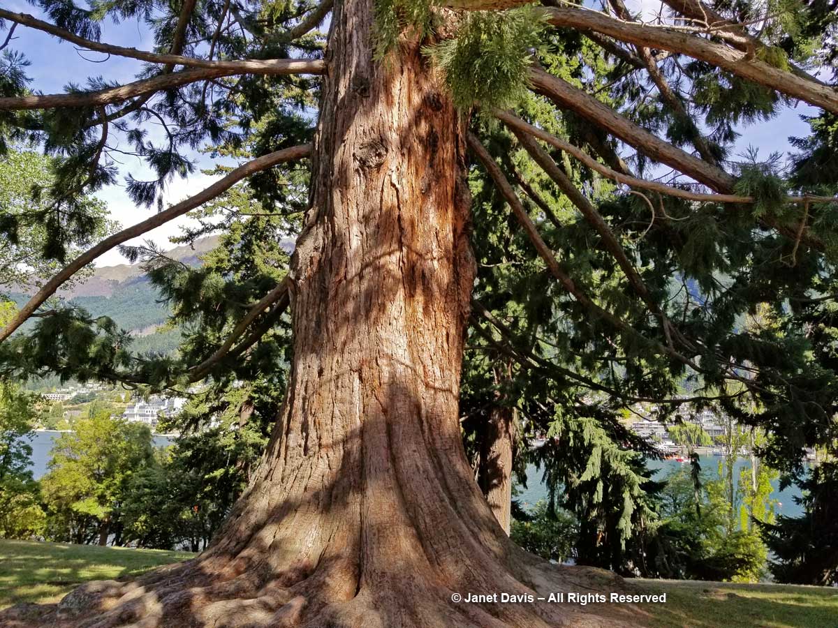 Giant Redwood-Sequoiadendron giganteum-Queenstown Public Garden