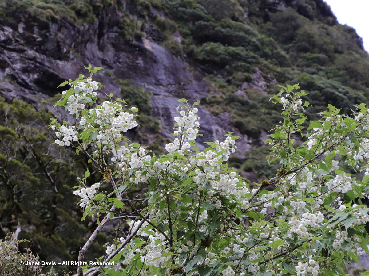 Hoheria glabrata-Wilmot Pass-Doubtful Sound-Fiordland