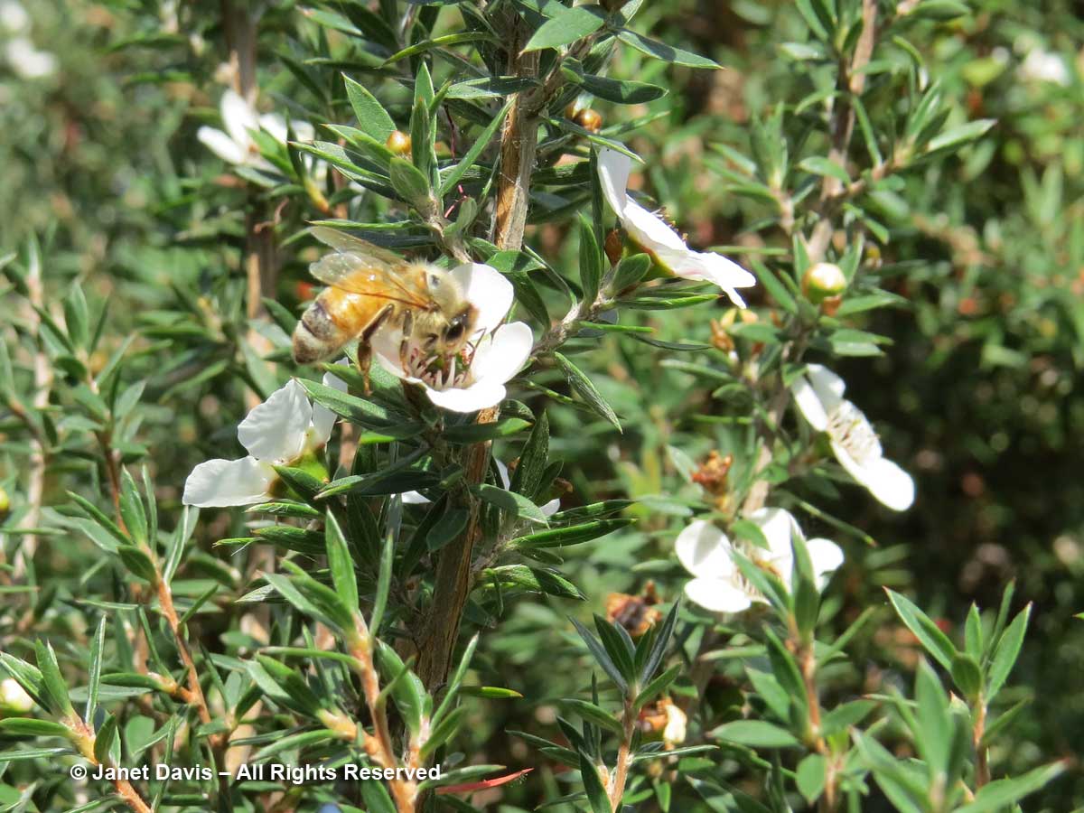 Honey bee on manuka-Leptospsermum scoparium