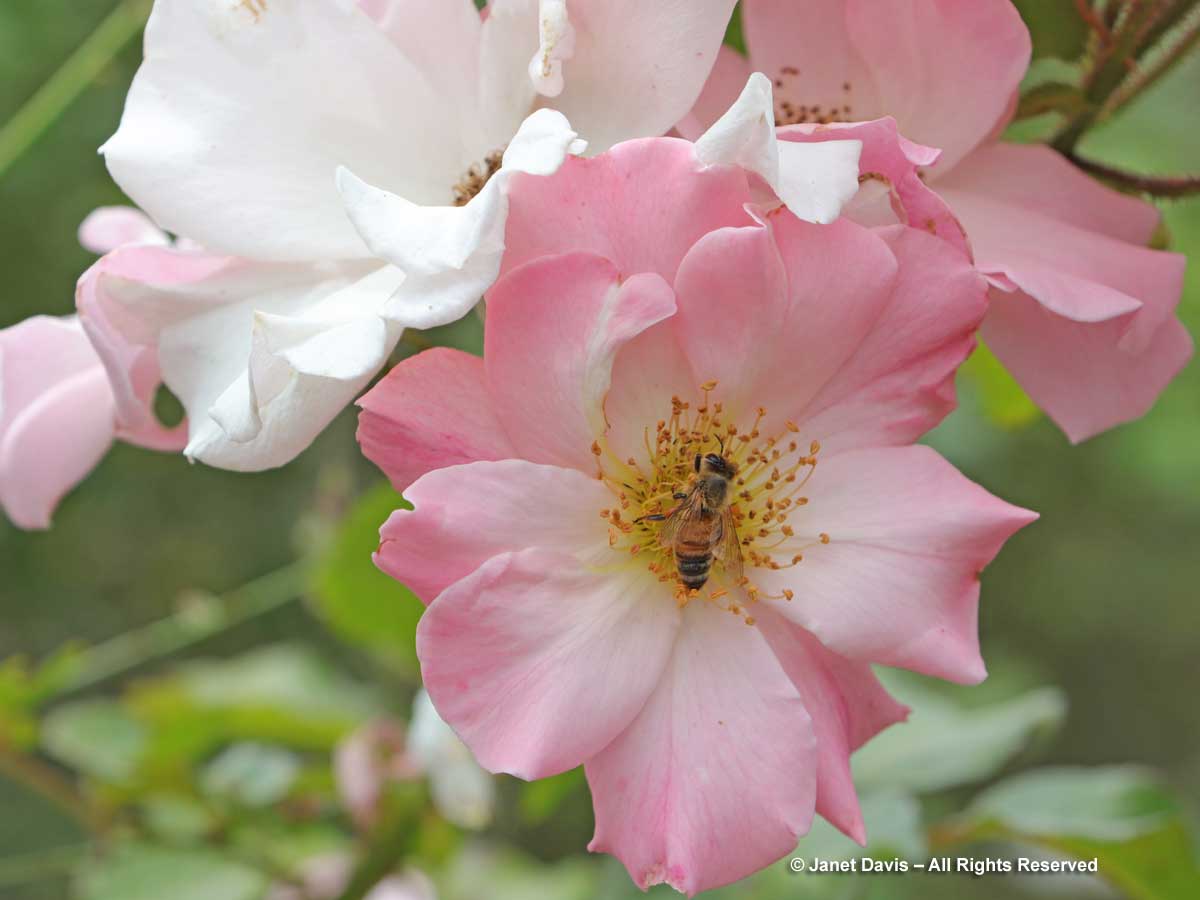 Honey bee on rose-Wiggins-The Paddocks