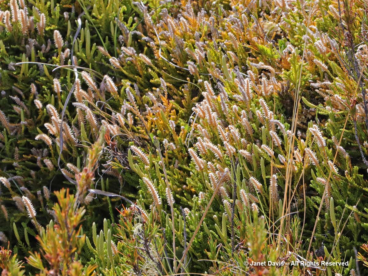 Lycopodium fastigiatum-Alpine club moss-Ben Lomond-Queenstown