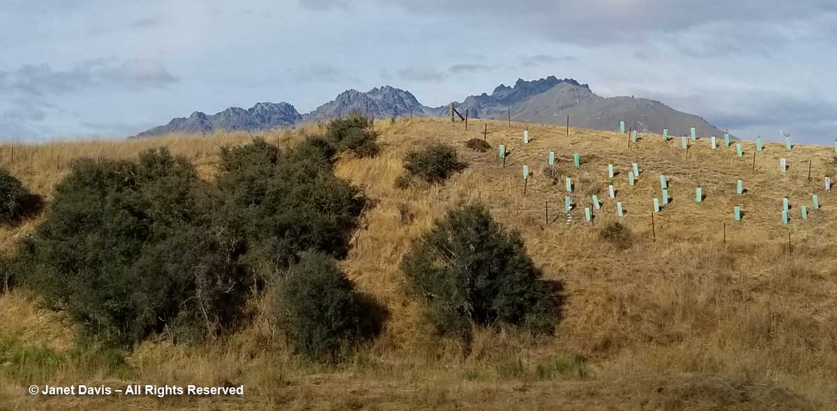 Matagouri and sapling protection-Otago-Highway 6-New Zealand