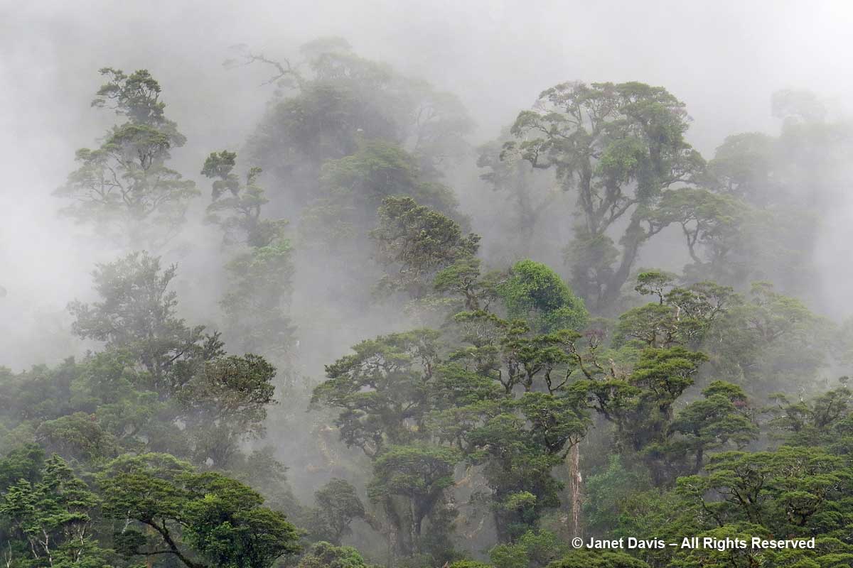 Misty trees-Doubtful Sound-rainforest