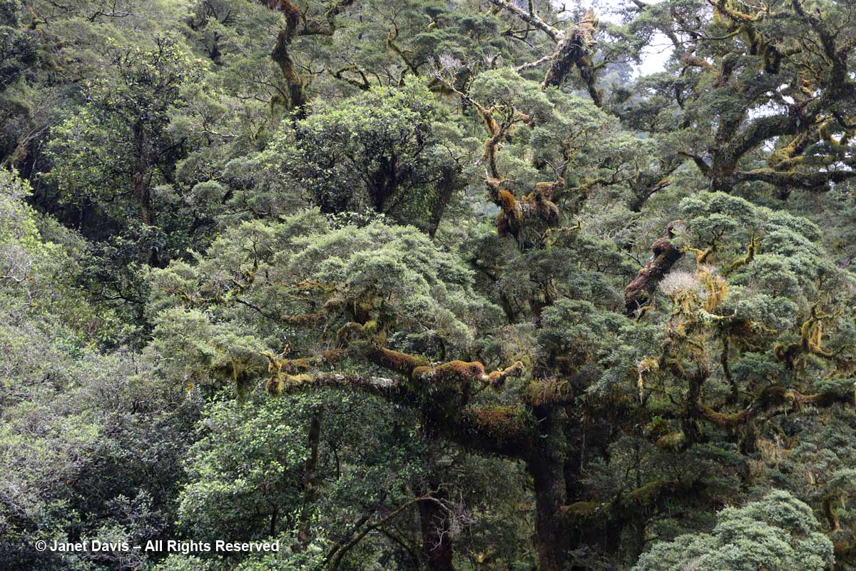 Moss-epiphytic-Doubtful Sound