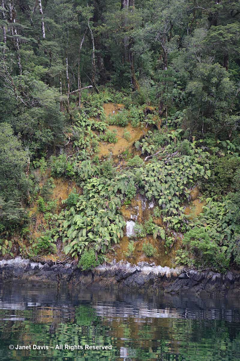 Moss-terrestrial-crown ferns-Blechnum discolor-Doubtful Sound