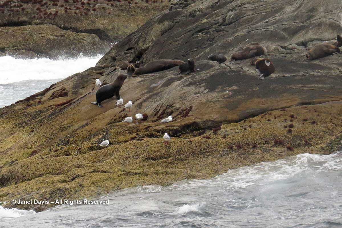 New-Zealand-Fur seals and gulls-Nee Islets-Doubtful Sound