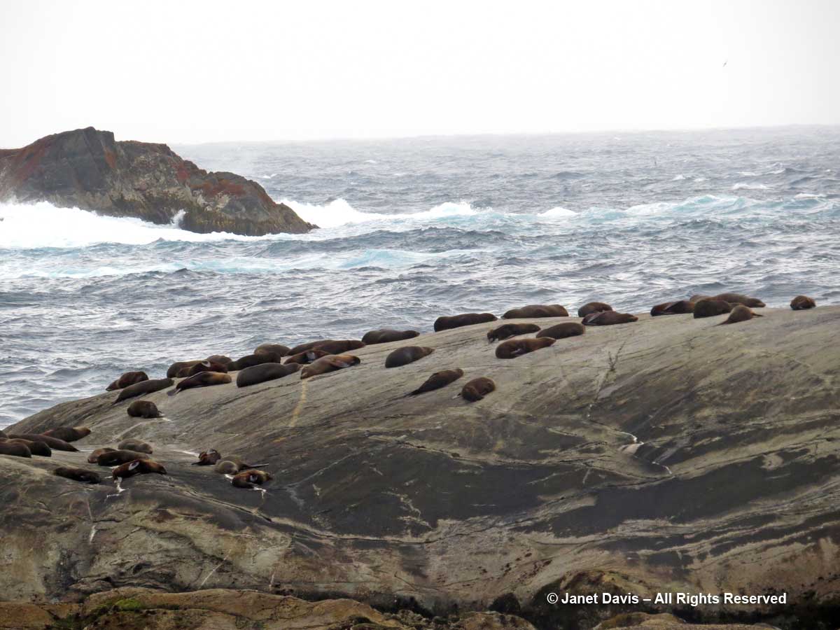 New Zealand fur Seal colony-kekeno-Doubtful Sound-Tasman Sea