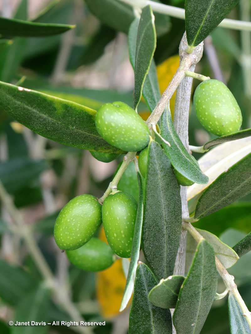 Olives-Olea europaea