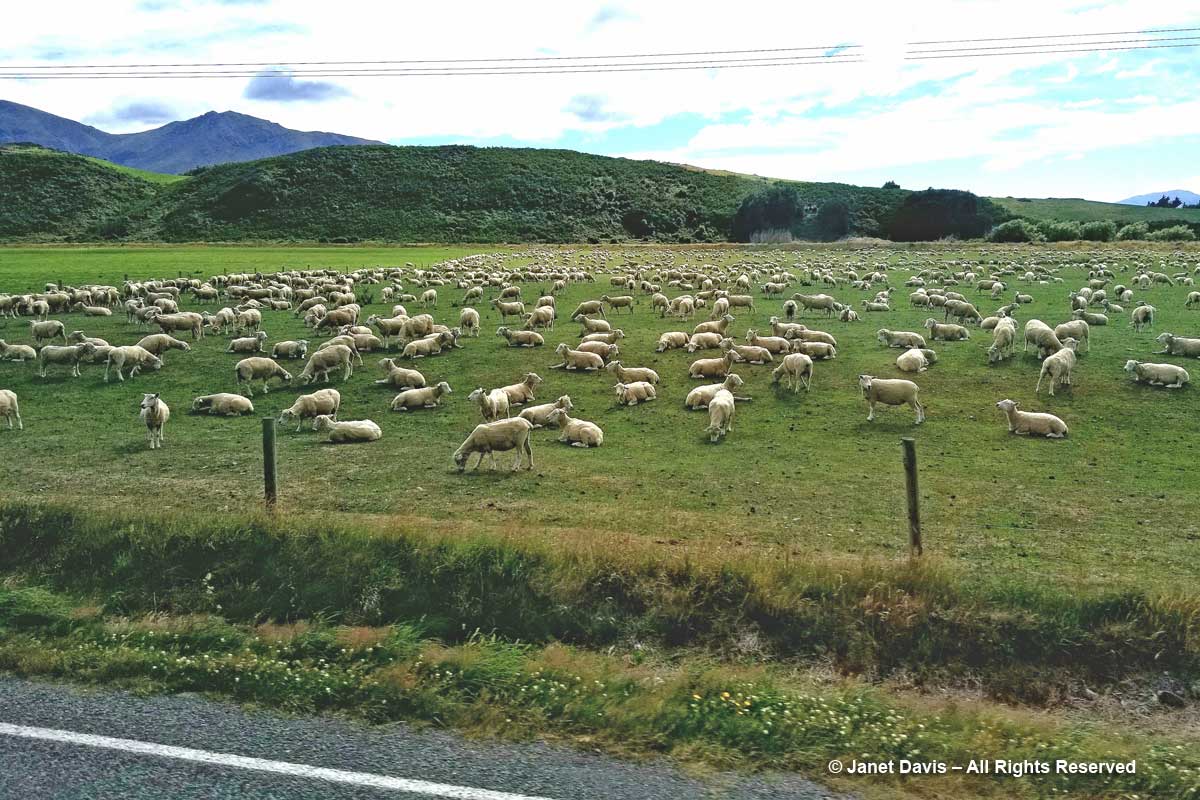 Sheep farm-Southland-New Zealand
