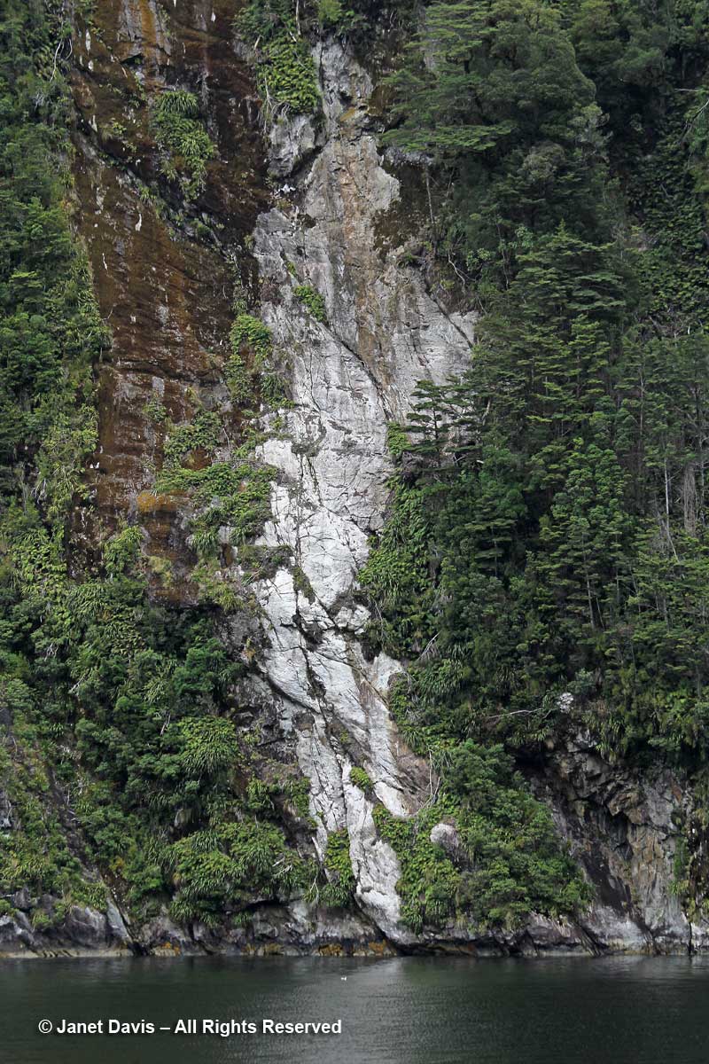Tree avalanche-Doubtful Sound