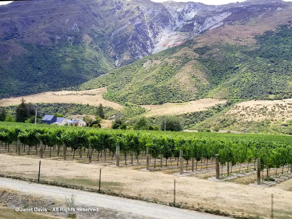Vineyard-Otago-Kawarau