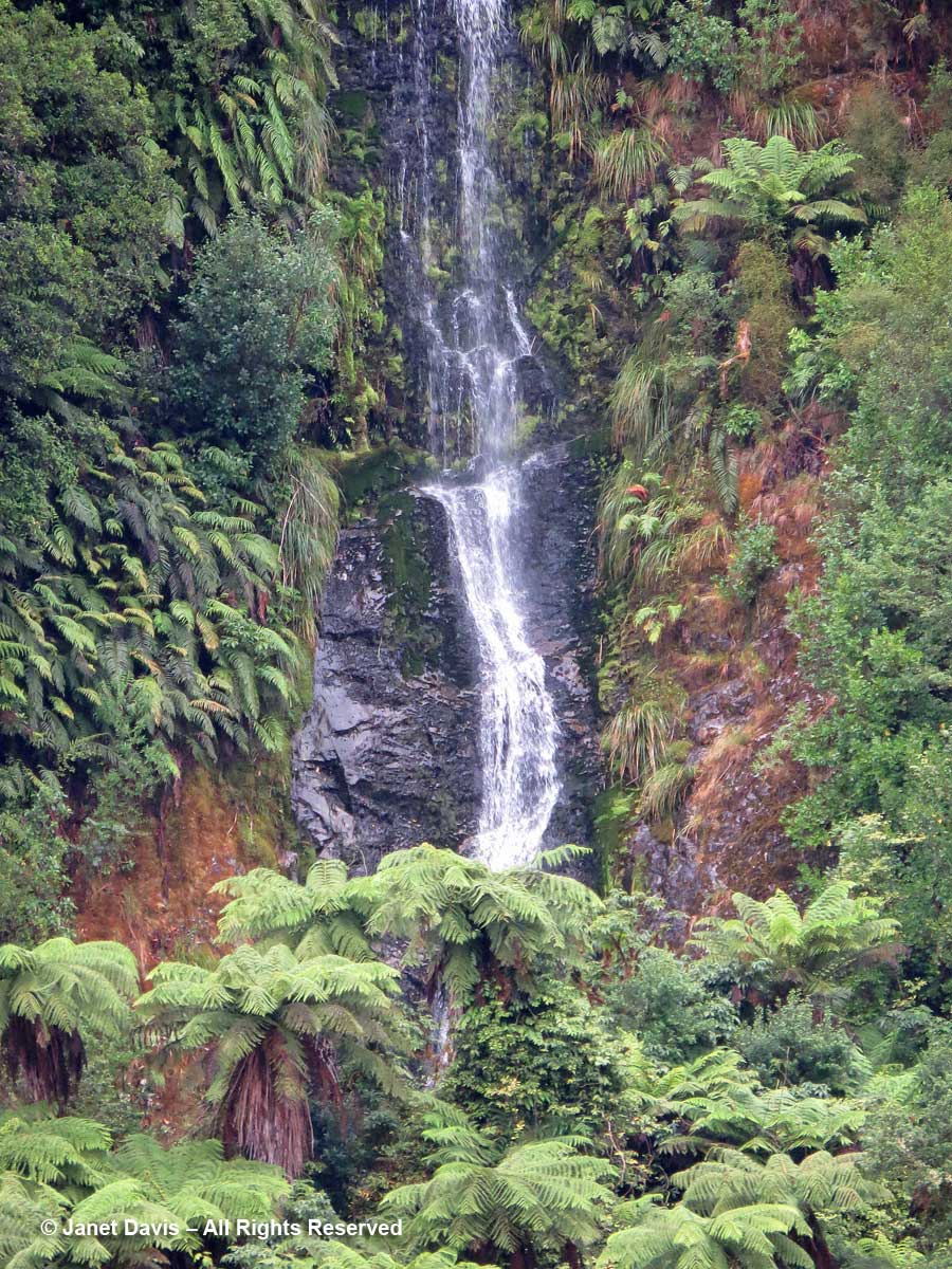 Waterfall & tree ferns-katote-Cyathea smithii-Doubtful Sound