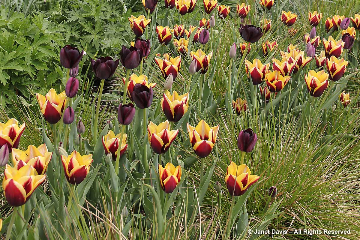 Tulips Janet Davis Explores Colour