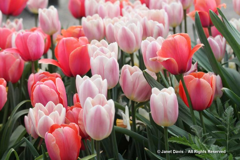 Toronto Botanical Garden-Tulipa ‘Apricot Impression’ & ‘Apricot Delight ...