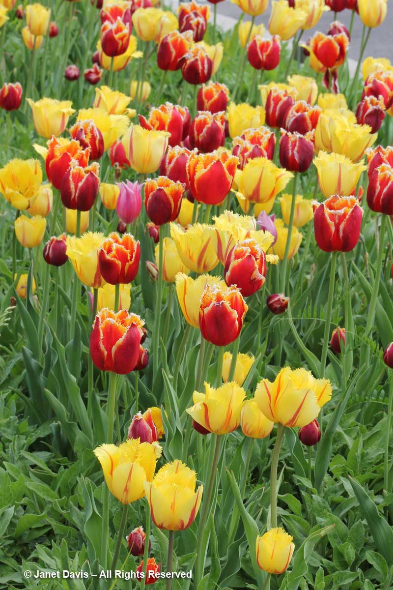 Toronto Botanical Garden Tulipa Davenport Flamenco Janet Davis Explores Colour