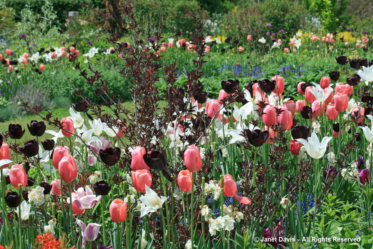 Tulipa Janet Davis Explores Colour