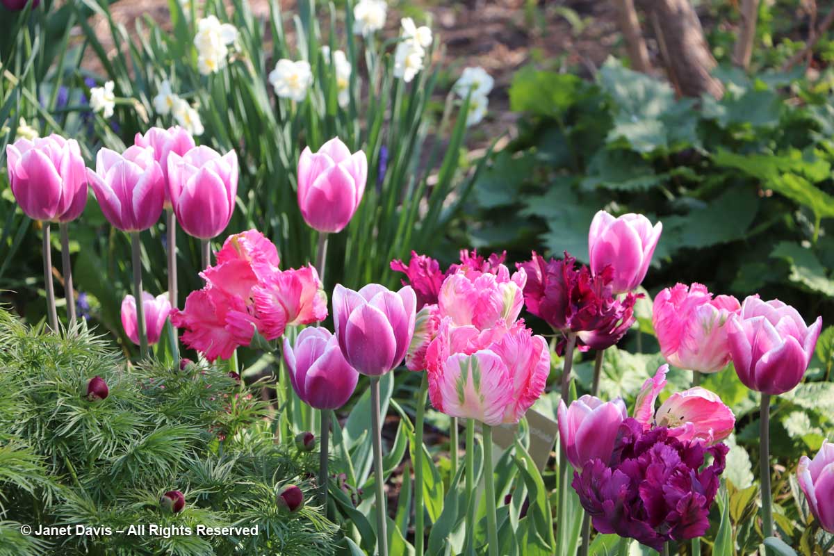 Tulips Janet Davis Explores Colour