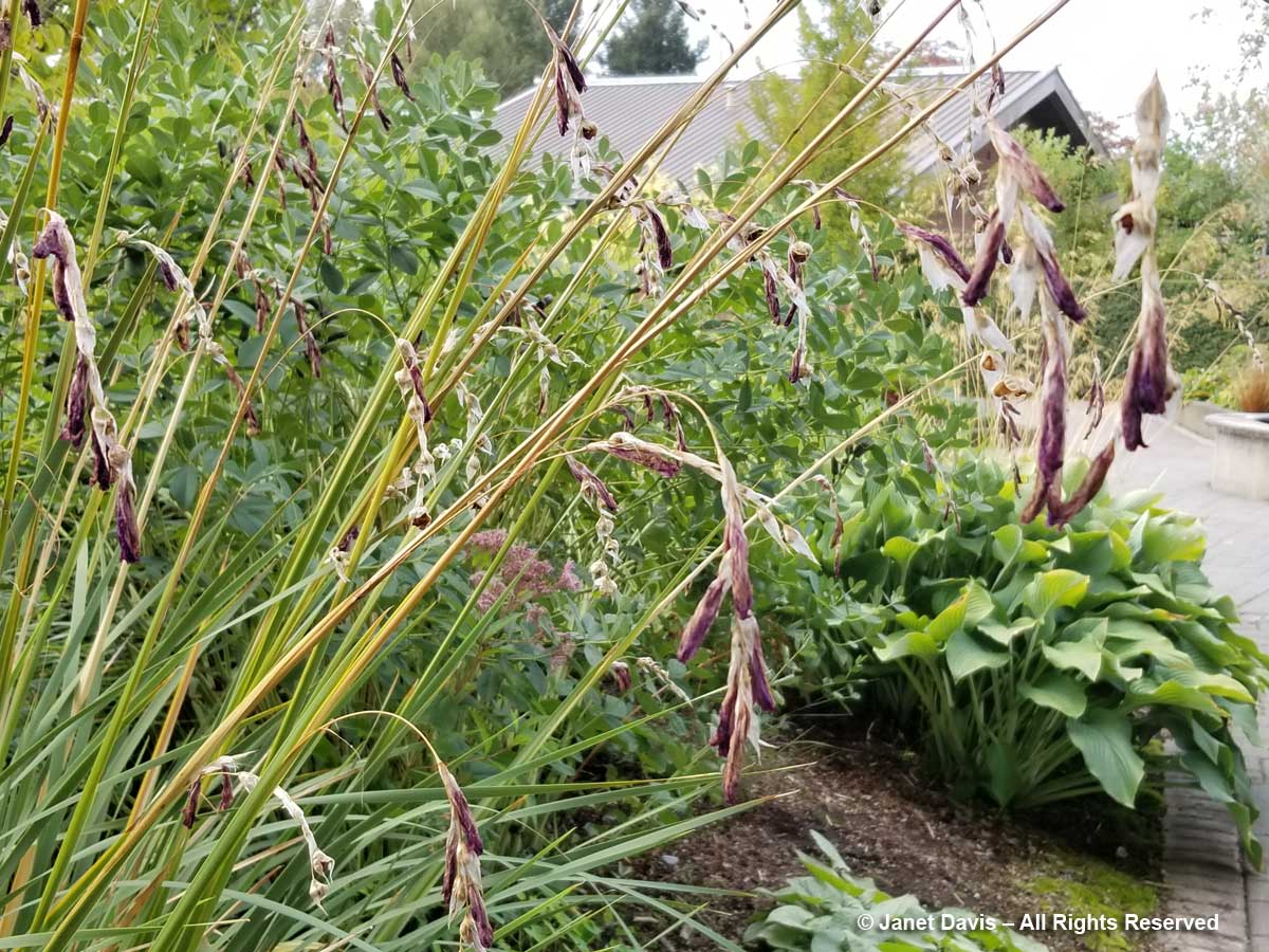 Dierama pulcherrimum-Angel's fishing rod–Soest Herbaceous Display  Garden-Center for Urban Horticulture-UWBG-Seattle