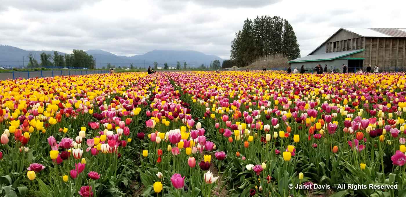 Tiptoeing Through The Tulips At The Abbotsford Tulip Festival
