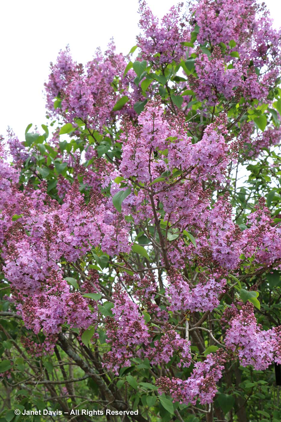 Sidewalk Tree Unveiled Syringa Reticulata Japanese Lilac