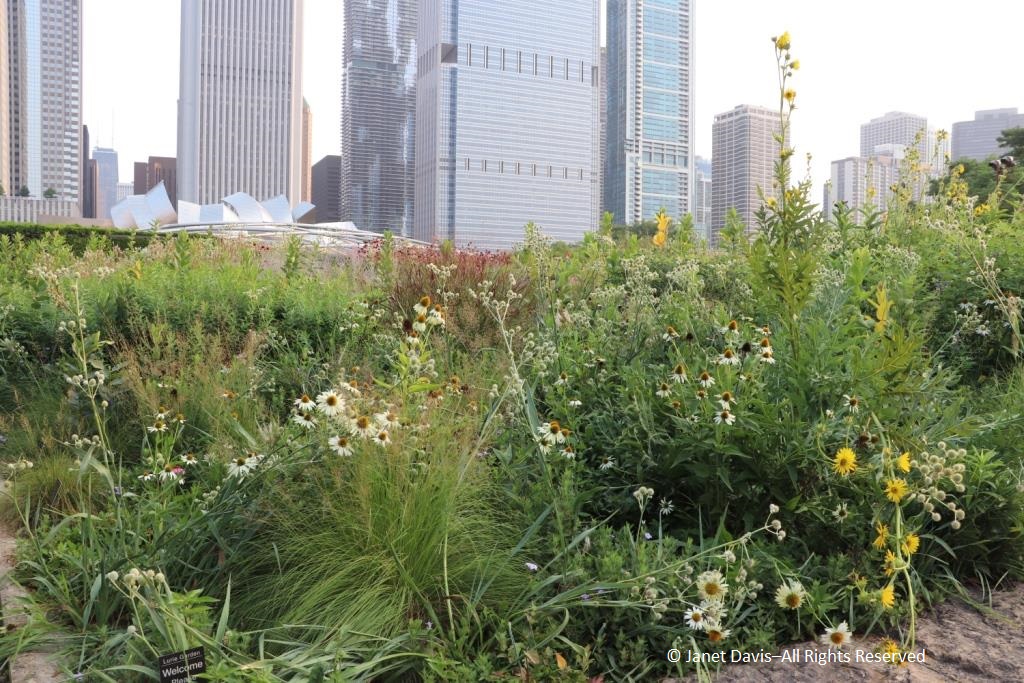 Prairie At Chicago S Lurie Garden