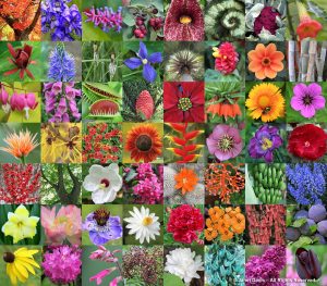Botanizing Greece with Liberto | Janet Davis Explores Colour
