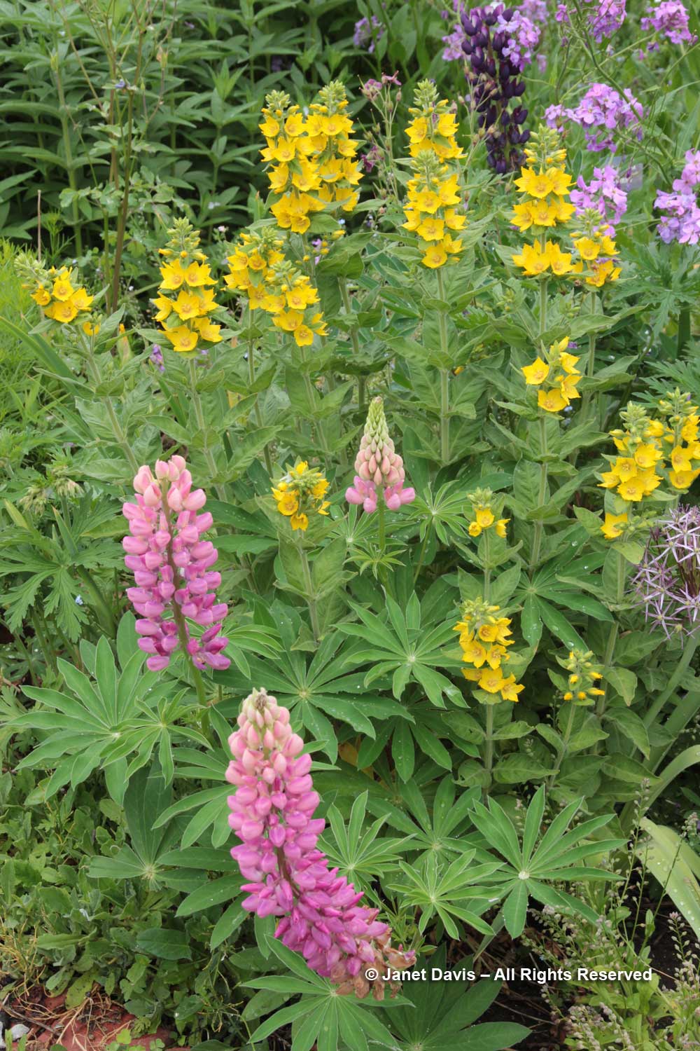Spreading Beauty: The Story of the Lupine Lady - The Laurel of