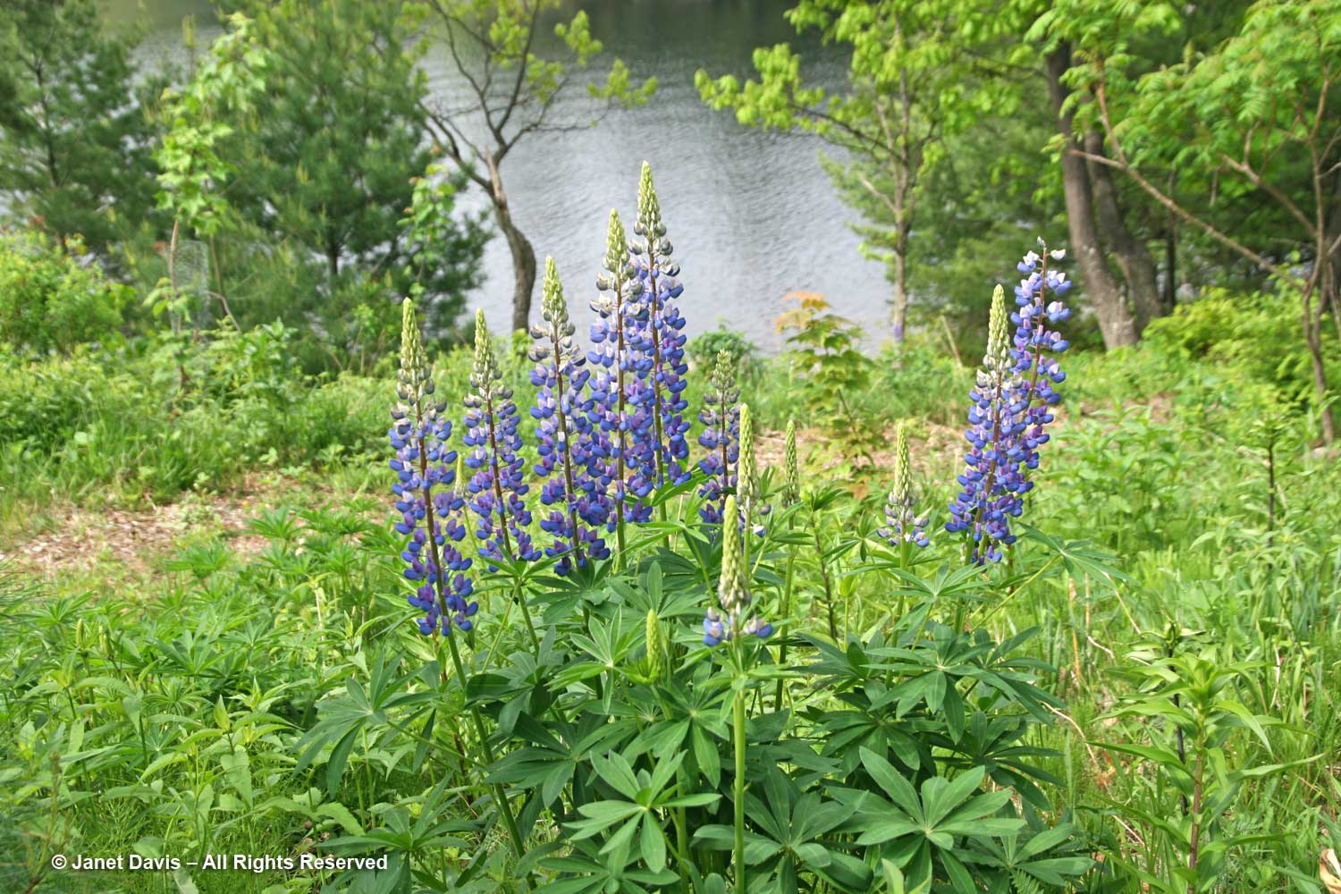 Spreading Beauty: The Story of the Lupine Lady - The Laurel of Asheville