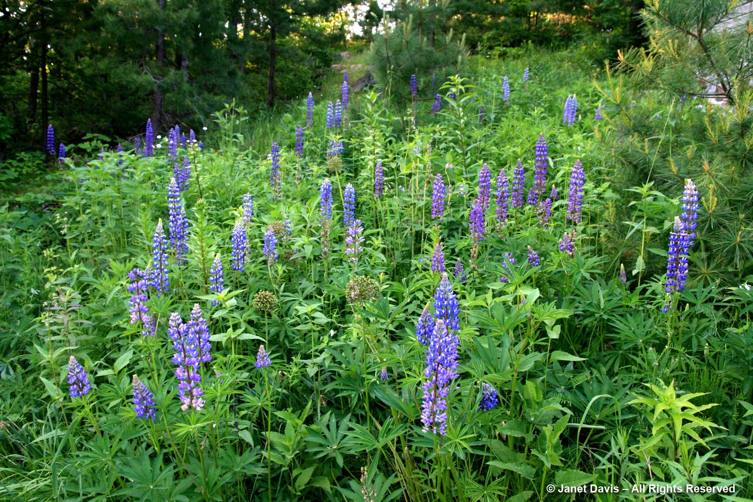 Spreading Beauty: The Story of the Lupine Lady - The Laurel of Asheville