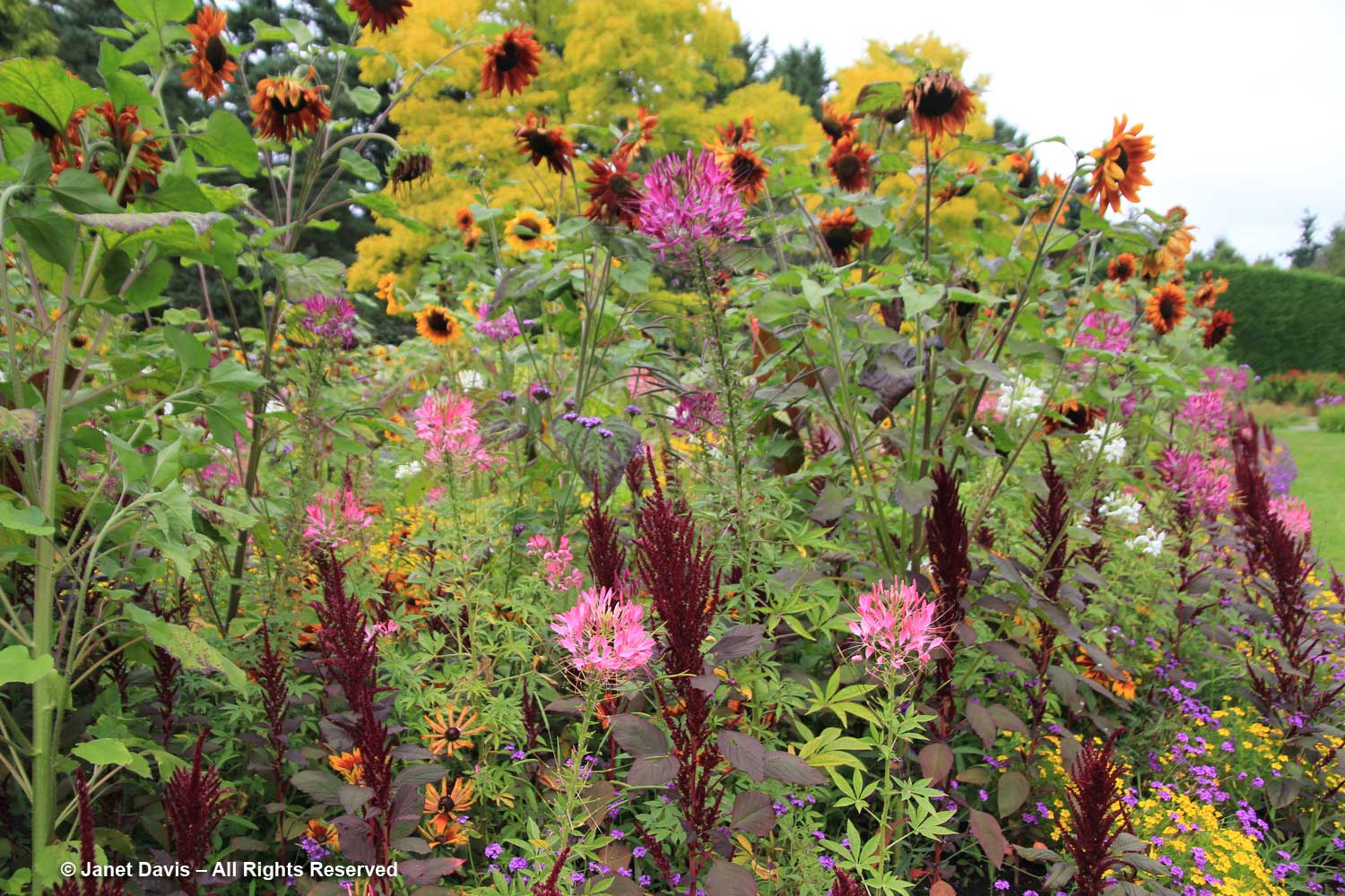 12 Spider Flower Cleome Hassleriana Almavandusen Garden Janet Davis Explores Colour