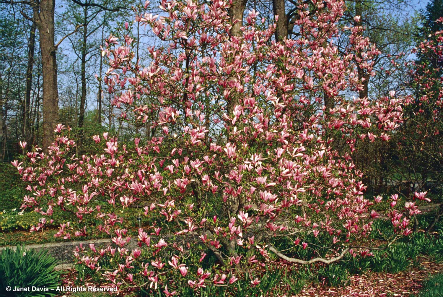 Magnolia 'Susan', Just One of the Girls