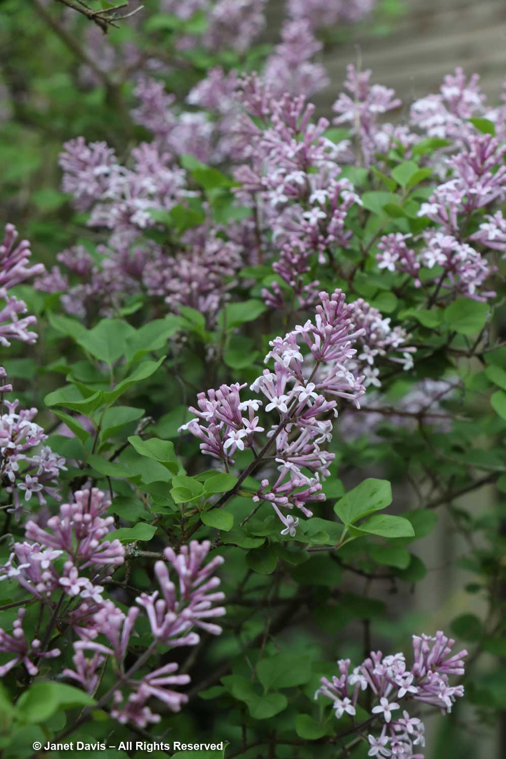 Littleleaf Lilac