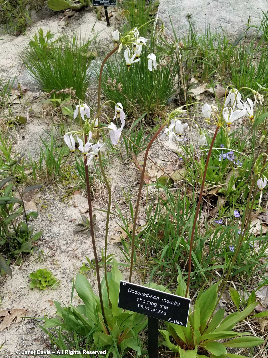 Image of white laceflowers geum companion plant