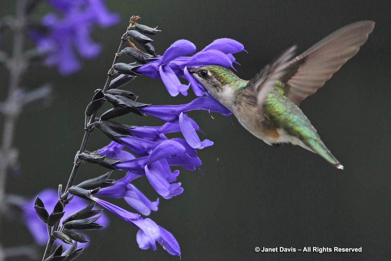 Ruby-throated hummingbird nectaring in Salvia guaranitica 'Black and Blooms'